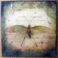 Katydid by Shannon Amidon